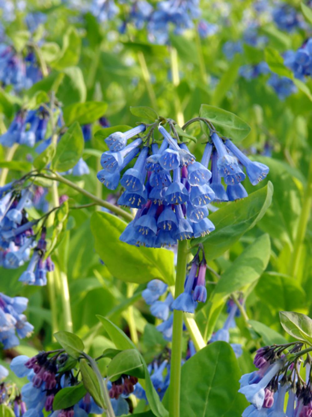 Wildflower - Virginia Bluebells - 2 Bare Roots - Mertensia - Top size ...