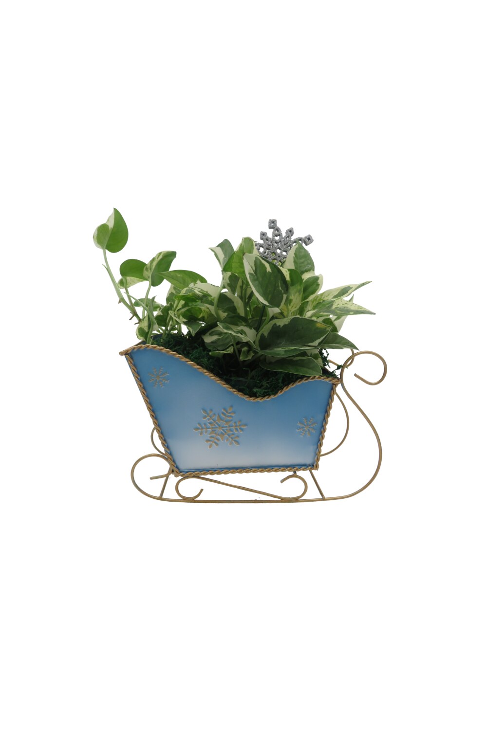 Metal Christmas Sleigh Planter with Pearls and Jade Pothos - Live Plant - 4" Pot