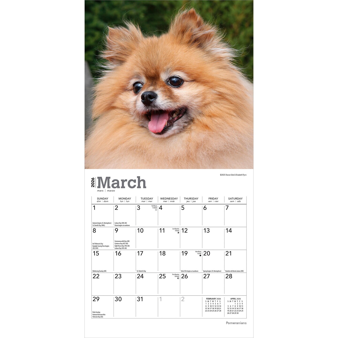 Pomeranians | 2026 7 x 14 Inch (Hanging) Monthly Mini Wall Calendar