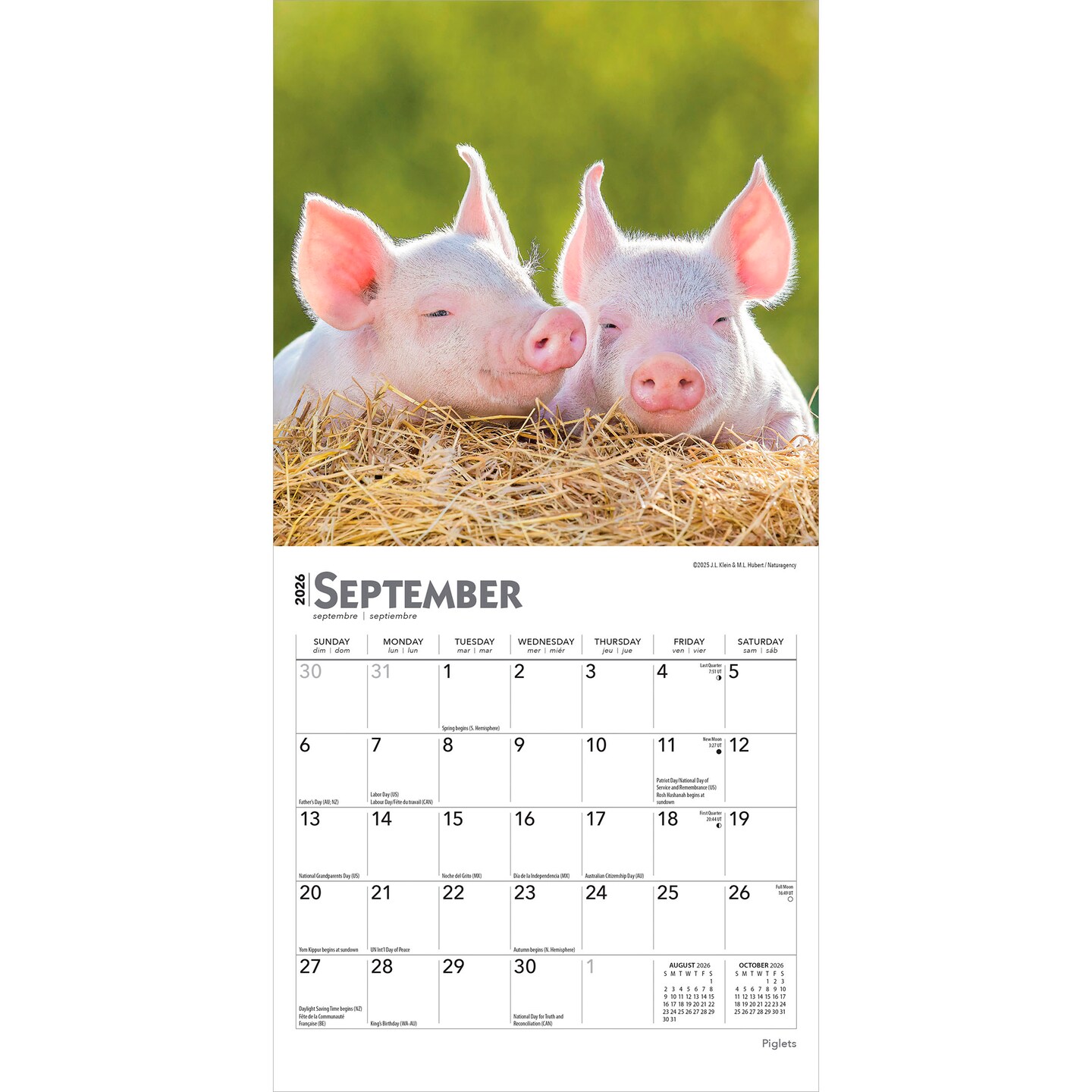 Piglets | 2026 7 x 14 Inch (Hanging) Monthly Mini Wall Calendar