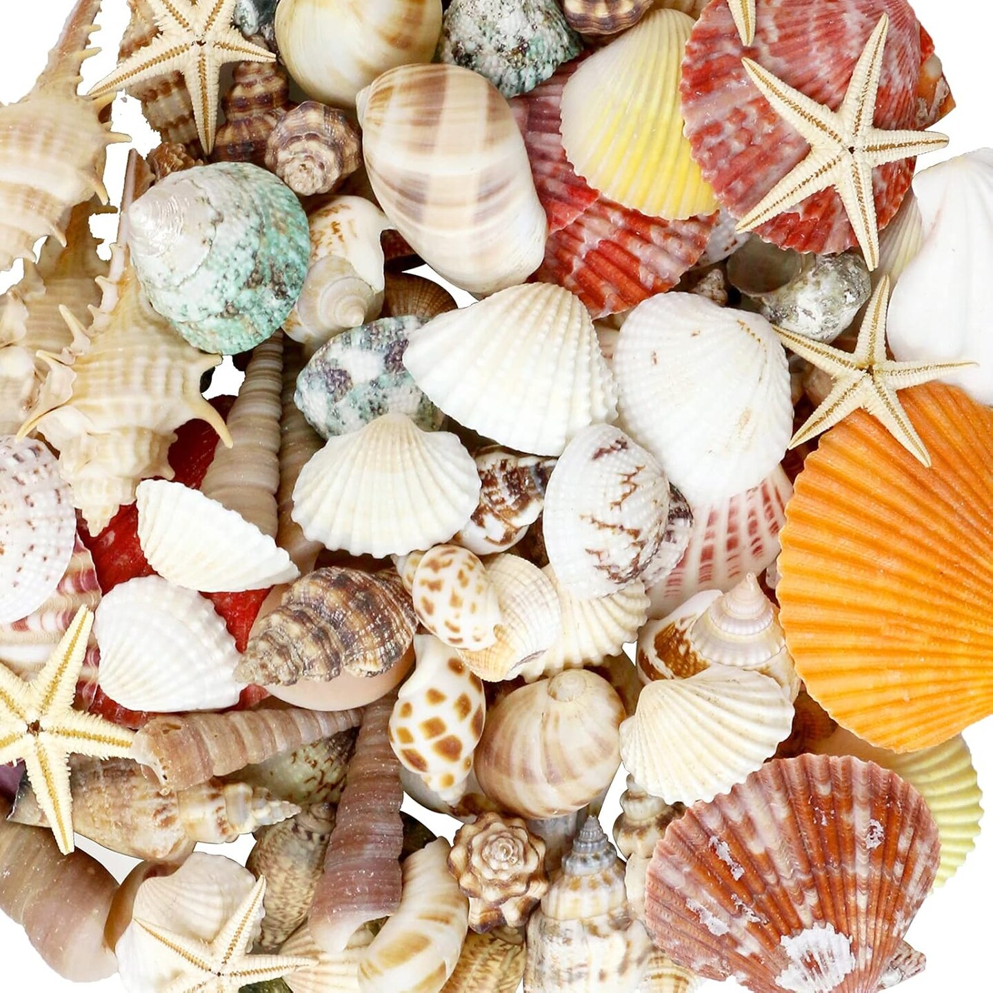 100+ Pcs Beach Seashells