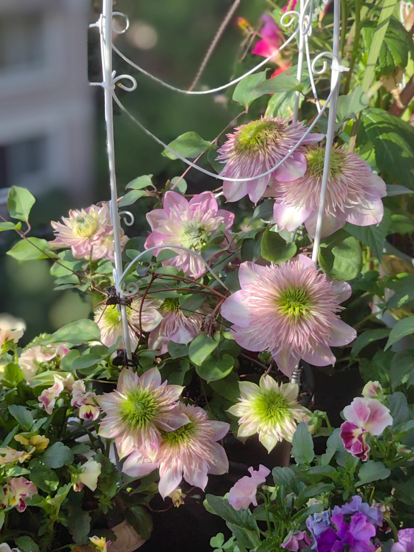 Japanese Clematis 'Kaiser' -12P Live Plant| Dahlia Like| Color