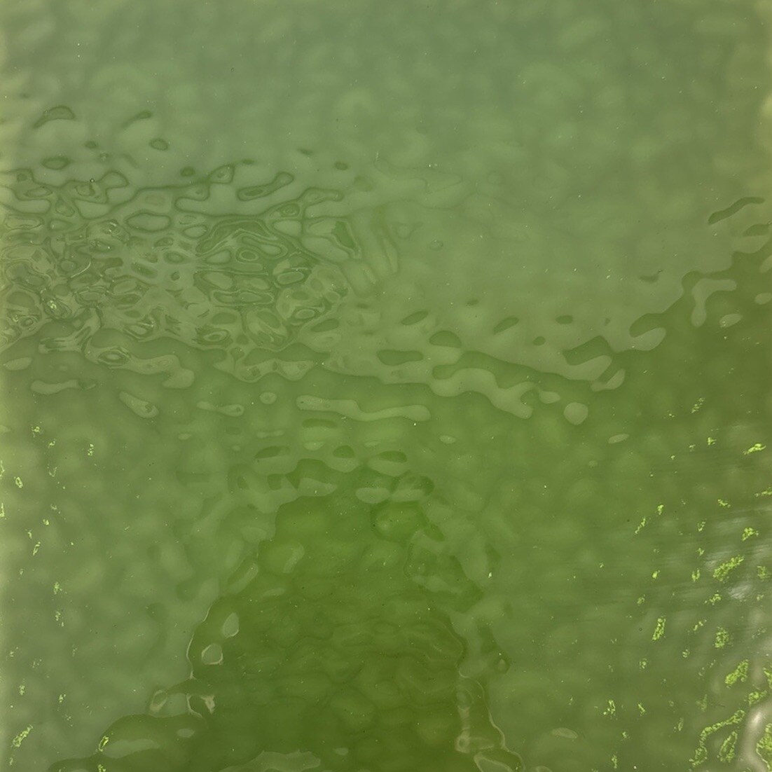 Wissmach ASPARAGUS English Muffle Stained Glass Sheet – Vintage Ripple Textured Art Glass for Mosaics, Panels, Lamps & DIY Crafts | Hand-selected by The Little Flowers