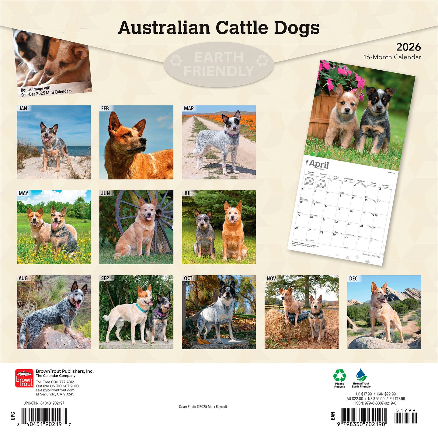 Australian Cattle Dogs | 2026 12 x 24 Inch (Hanging) Monthly Square Wall Calendar | Plastic-Free