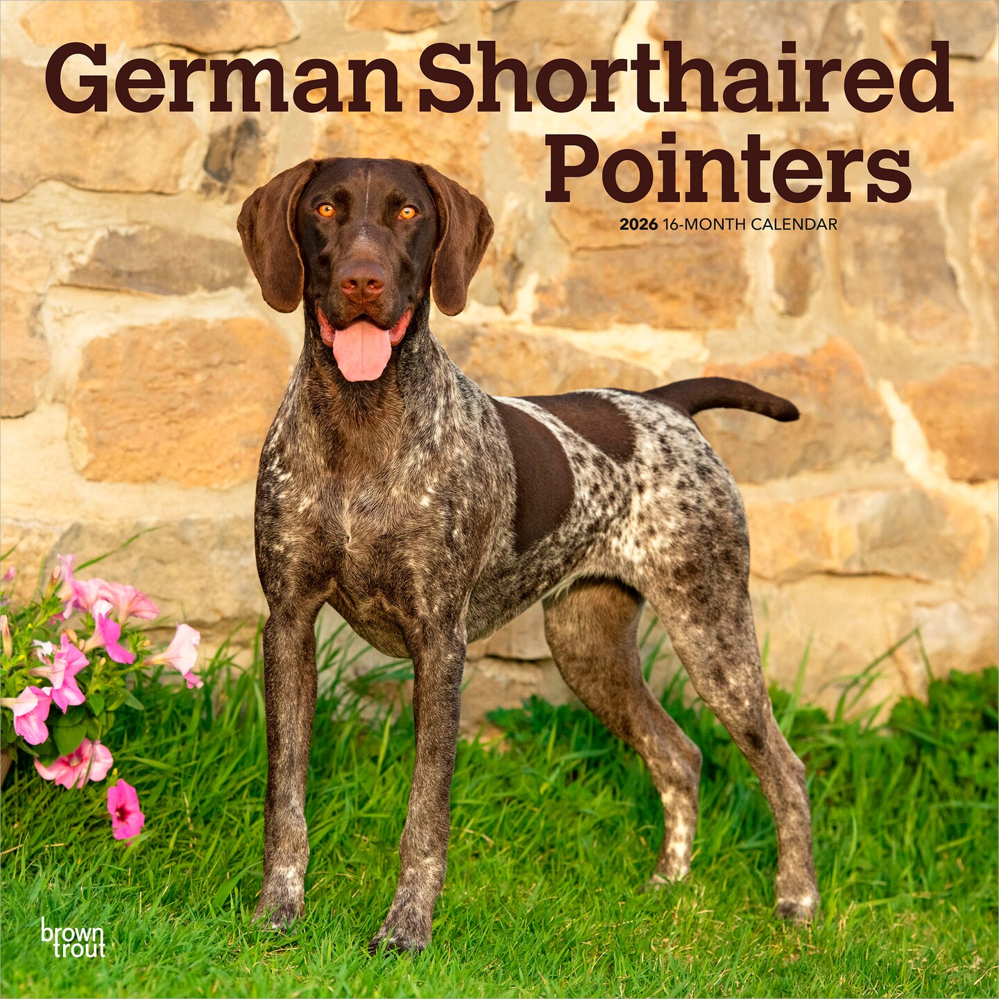 German Shorthaired Pointers | 2026 12 x 24 Inch (Hanging) Monthly Square Wall Calendar | Plastic-Free