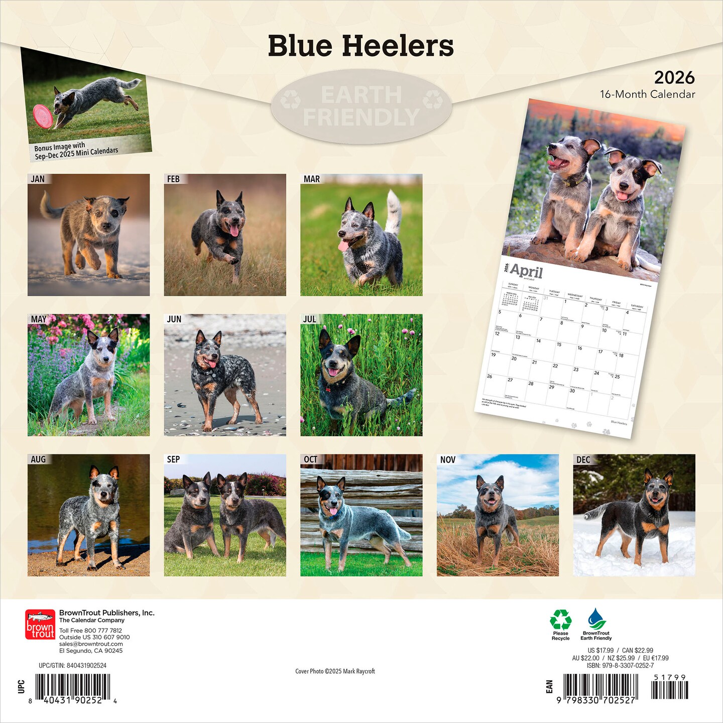 Blue Heelers | 2026 12 x 24 Inch (Hanging) Monthly Square Wall Calendar | Plastic-Free
