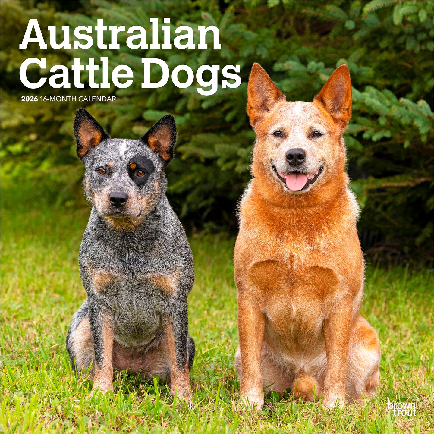 Australian Cattle Dogs | 2026 12 x 24 Inch (Hanging) Monthly Square Wall Calendar | Plastic-Free