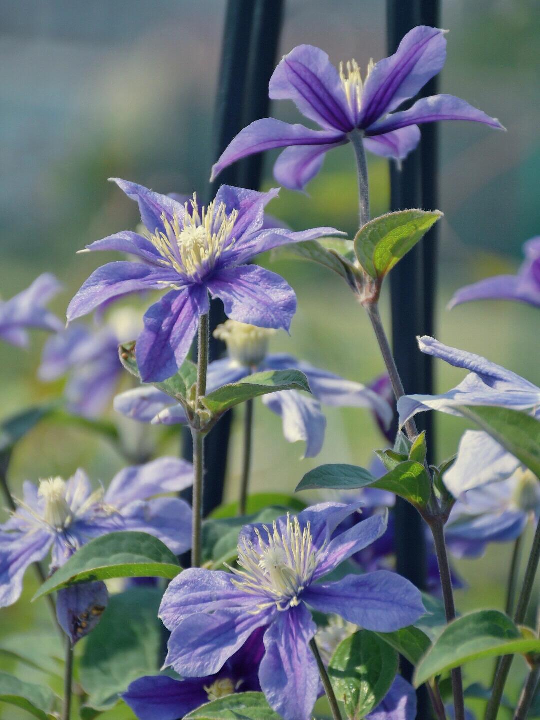 セボンスター　フラワー　青 Rare Clematis【Sizaia Ptitsa】12P Live Plant| Perennial Climber