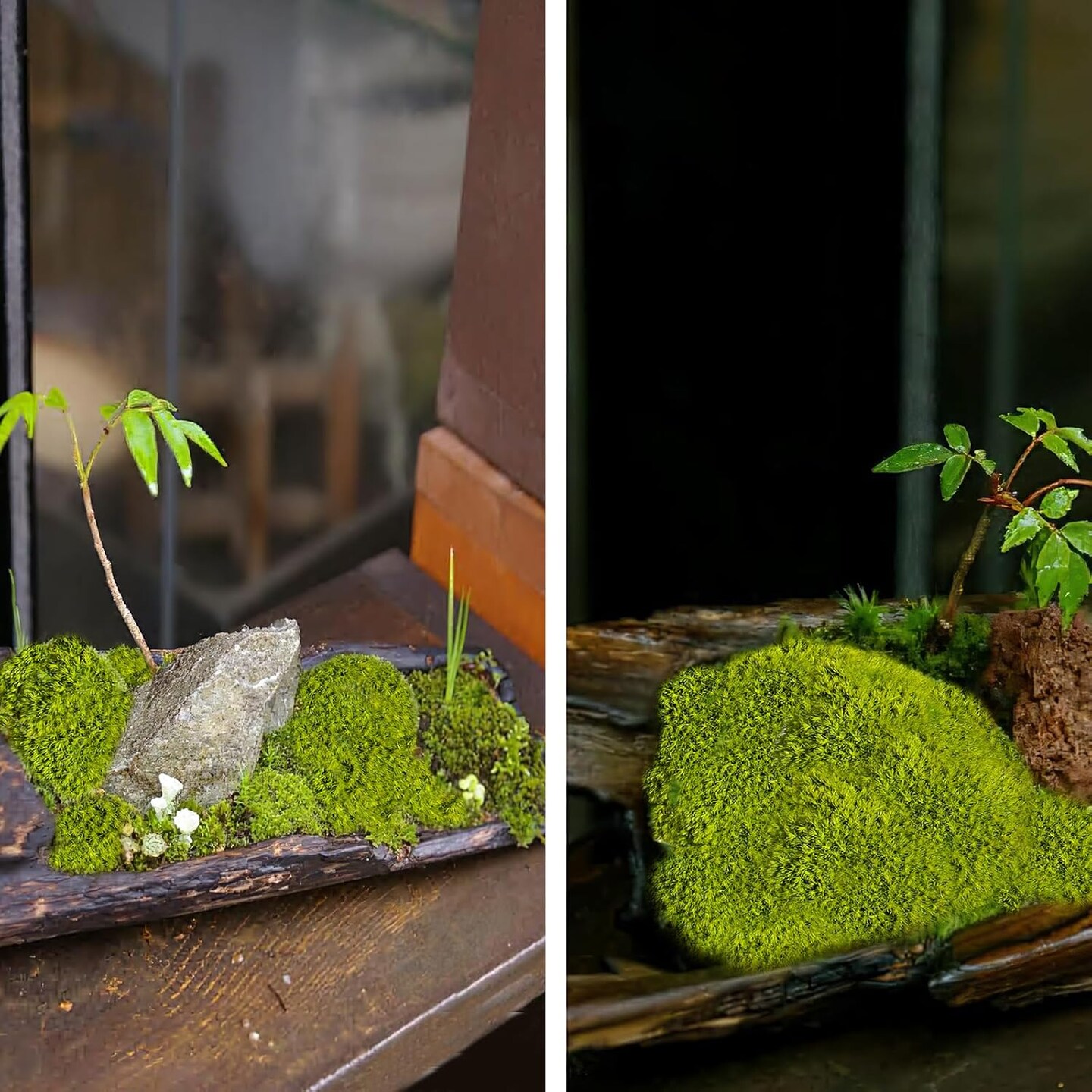 Preserved Pillow Moss Bulk Green Moss Balls for Bowls 2.5 sq.ft Natural Preserved Pole Moss Pillow for Wall Art Terrariums Crafts Fairy Gardens Pot Plants Easter Table Decor Yellow Green