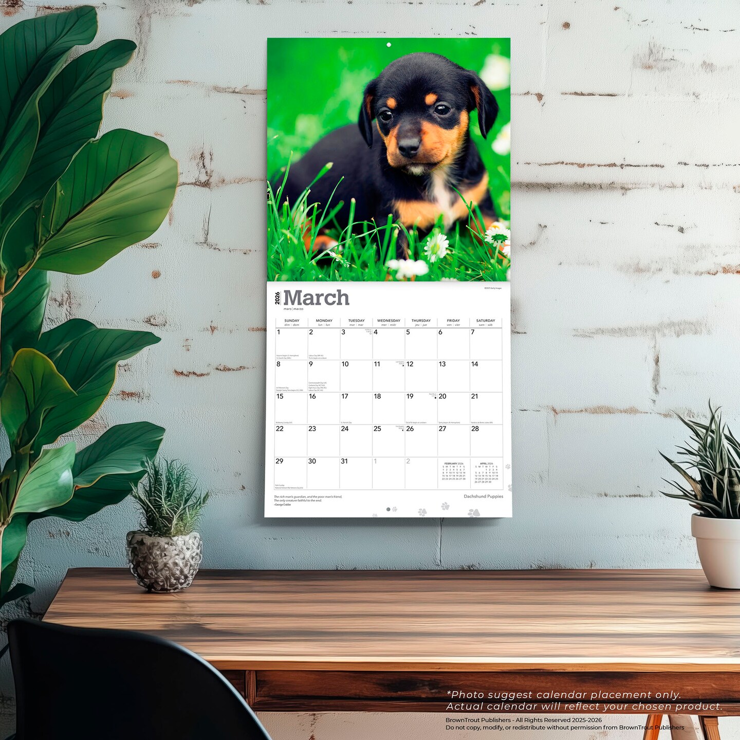 Dachshund Puppies | 2026 12 x 24 Inch (Hanging) Monthly Square Wall Calendar | Plastic-Free | BrownTrout | Animals Dog Breeds Puppy