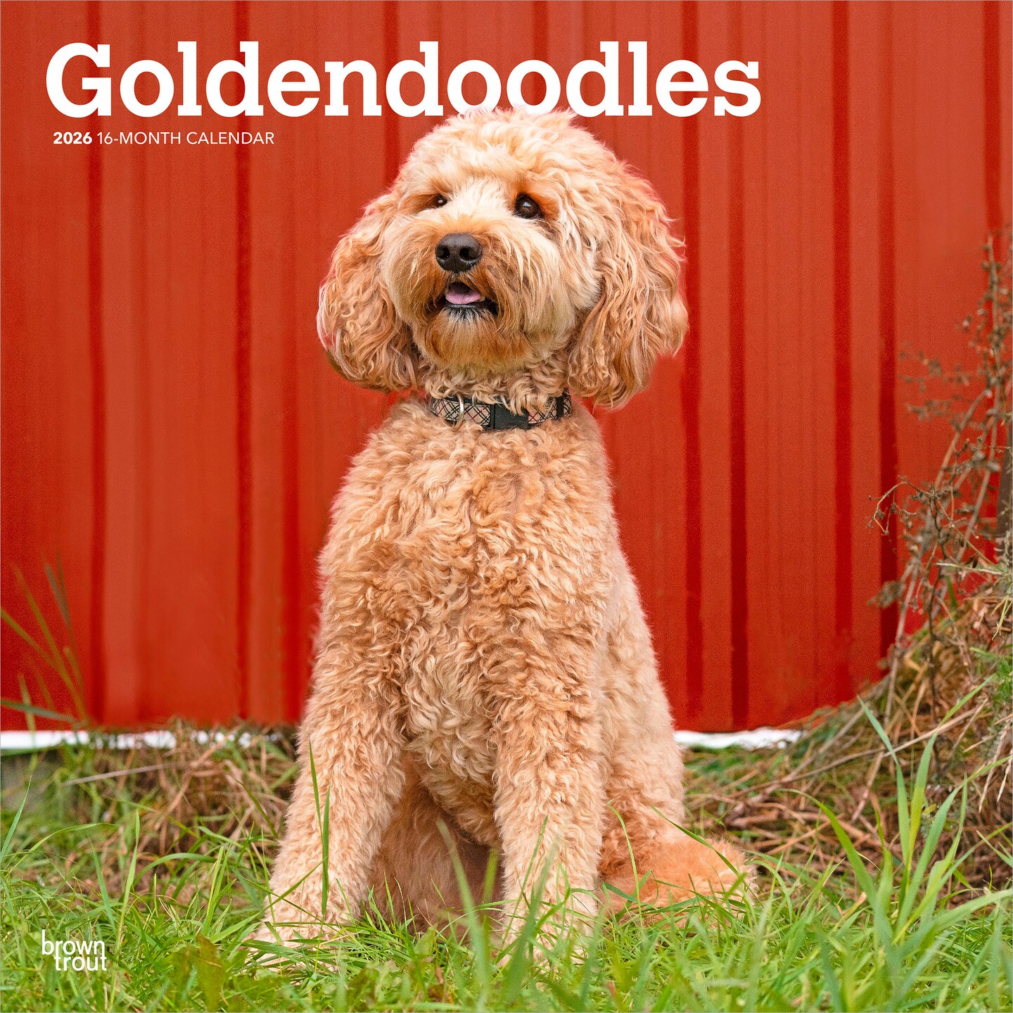 Goldendoodles 2026 12 x 24 Inch (Hanging) Monthly Square Wall