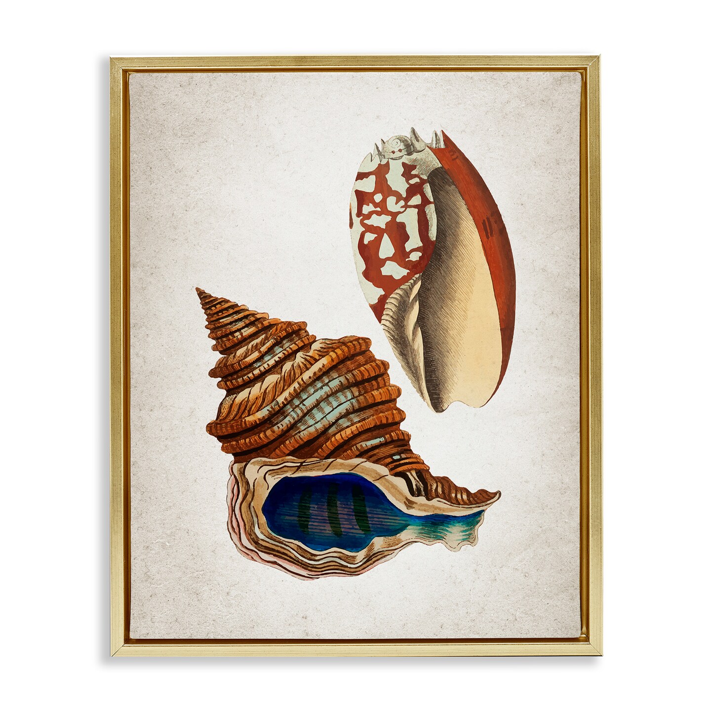 Stupell Industries Vintage Seashell Duo Floating Frame By Kim Allen