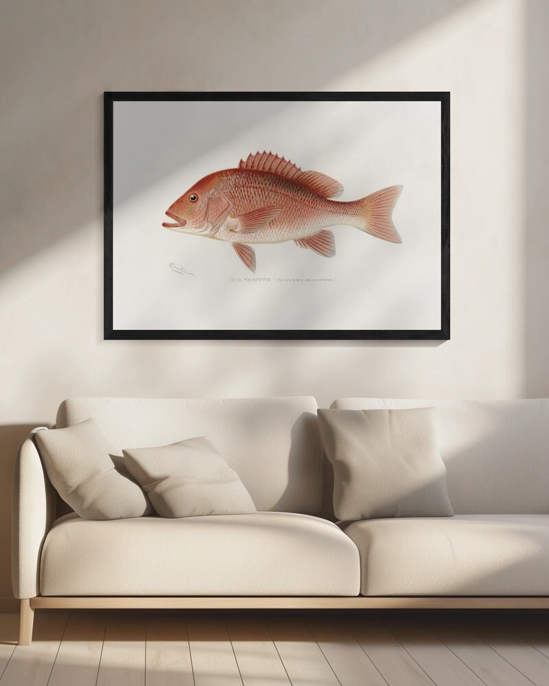 Red Snapper - Sherman F. Denton 24x36 Black Framed Art | Home or Office Art