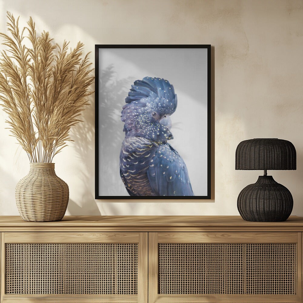 Black Cockatoo - Kathrin Pienaar 24x36 Black Framed Art | Home or Office Art