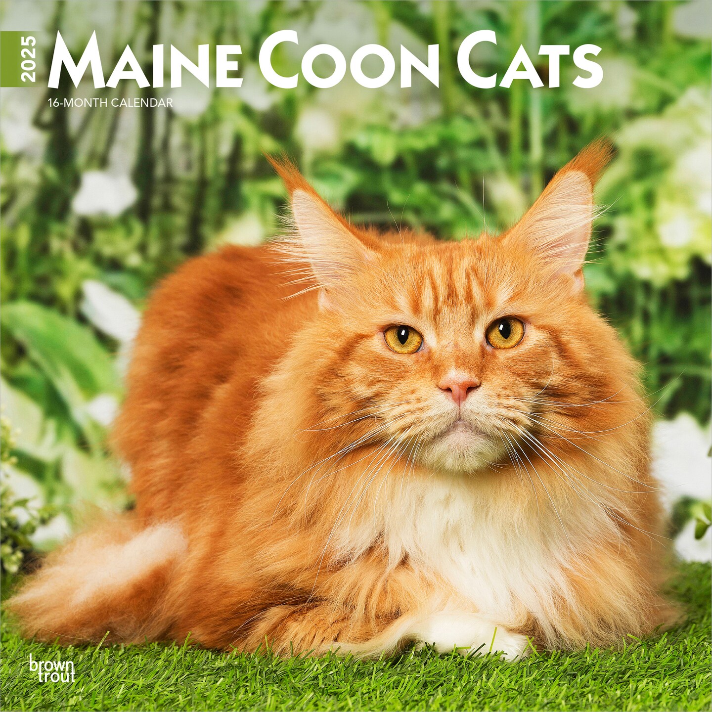 Maine Coon Cats | 2025 12 x 24 Inch Monthly Square Wall Calendar | Plastic-Free | BrownTrout | Animals Feline Kittens