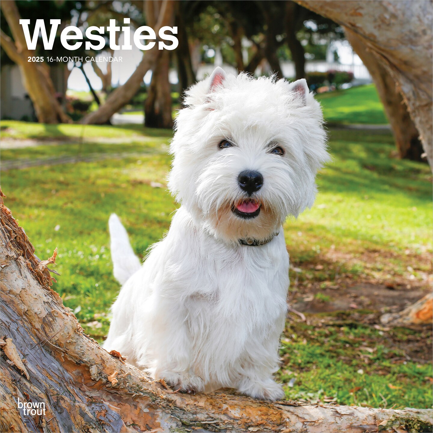 West Highland White Terriers | 2025 12 x 24 Inch Monthly Square Wall Calendar | Plastic-Free | BrownTrout | Animals Dog Breeds Puppies