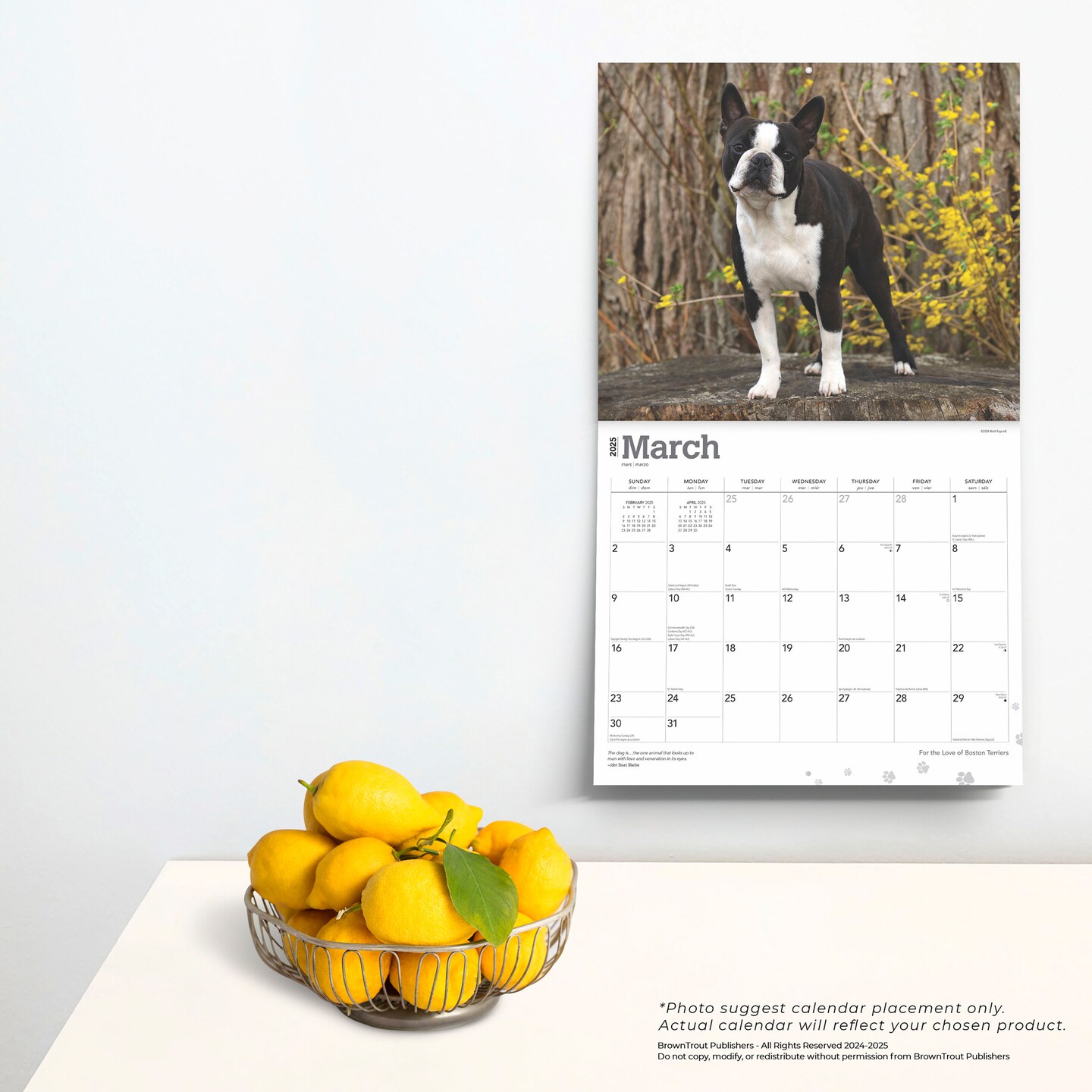 For the Love of Boston Terriers | 2025 14 x 24 Inch Monthly Deluxe Wall Calendar | Foil Stamped Cover | Plastic-Free | BrownTrout | Animal Dog Breeds