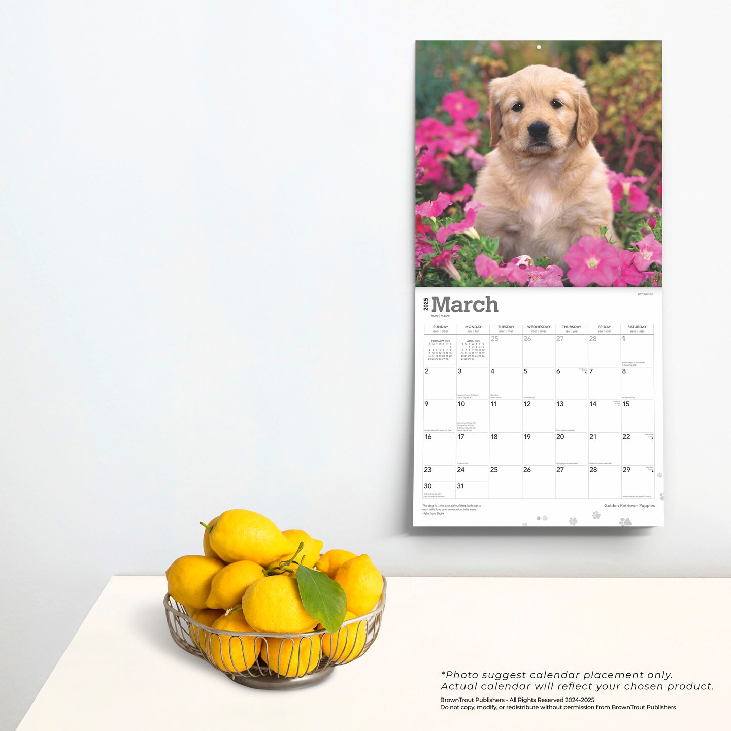 Golden Retriever Puppies | 2025 12 x 24 Inch Monthly Square Wall Calendar | Plastic-Free | BrownTrout | Animals Dog Breeds Puppy