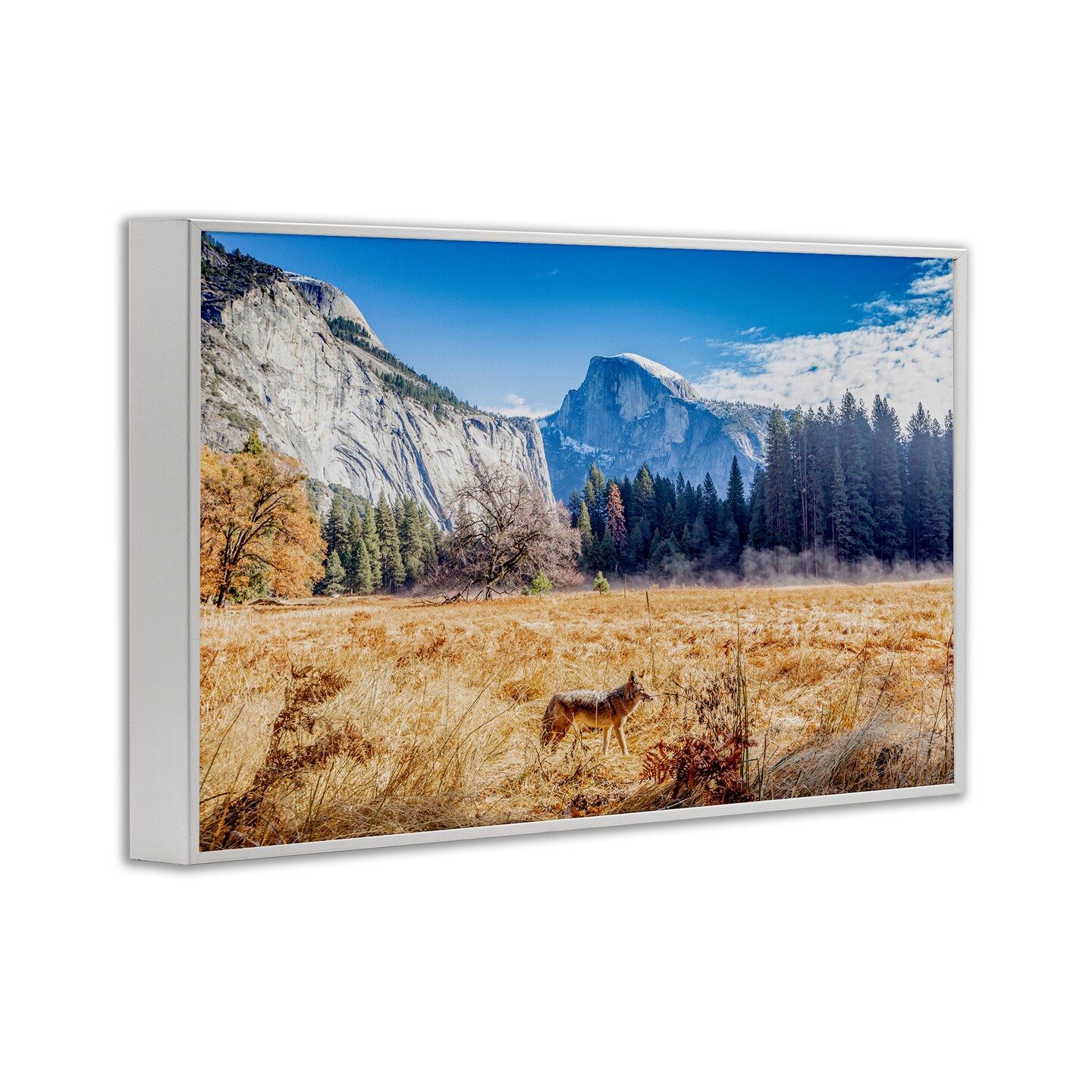 Stupell Industries Coyote in Mountain Prairie Framed Giclee, design by Jeff Poe Photography