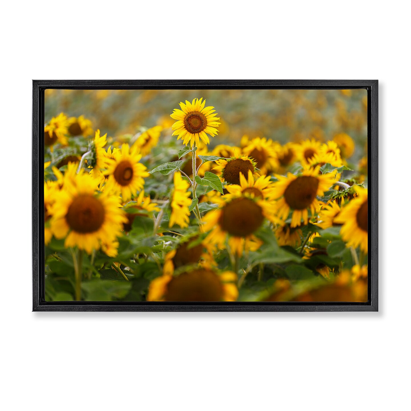 Stupell Industries Central Sunflower in Meadow Floating Frame, design by Andy Crawford
