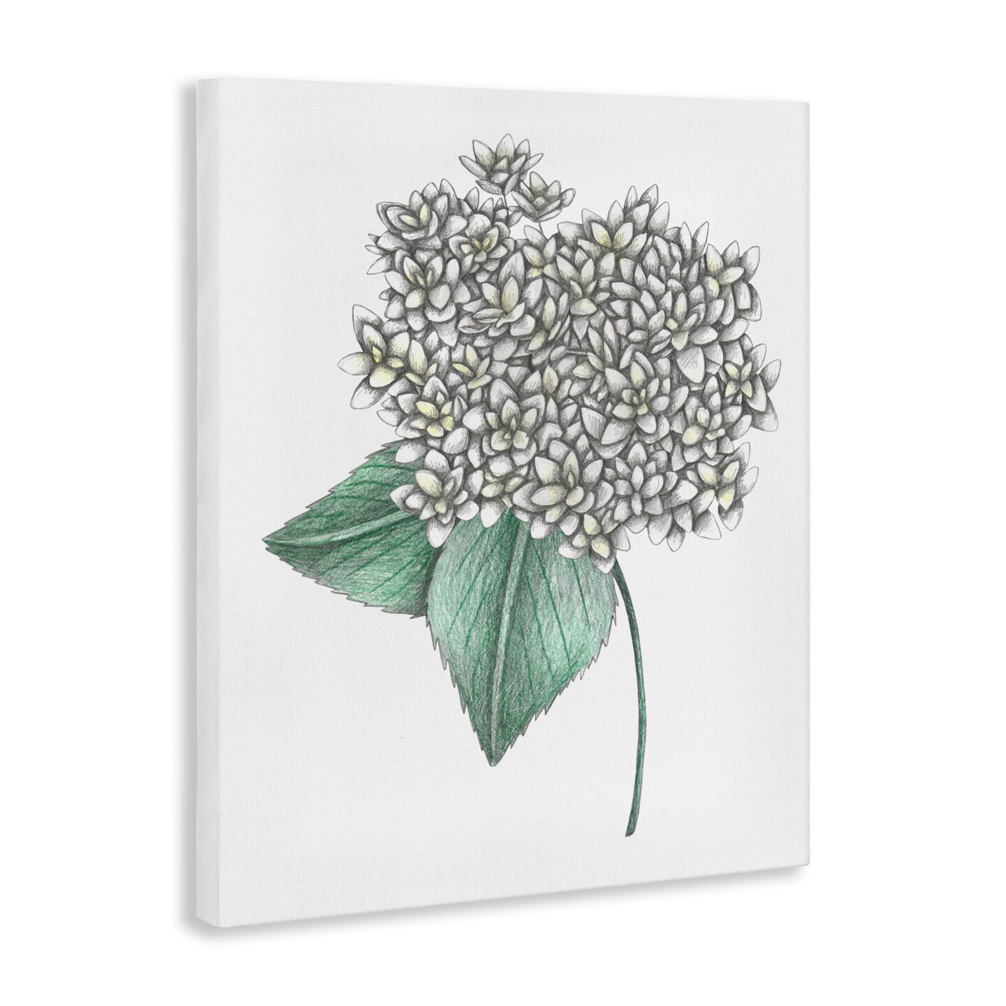 Stupell Industries White Hydrangea Sketch Blossom Canvas, design by Cecilia Battaini