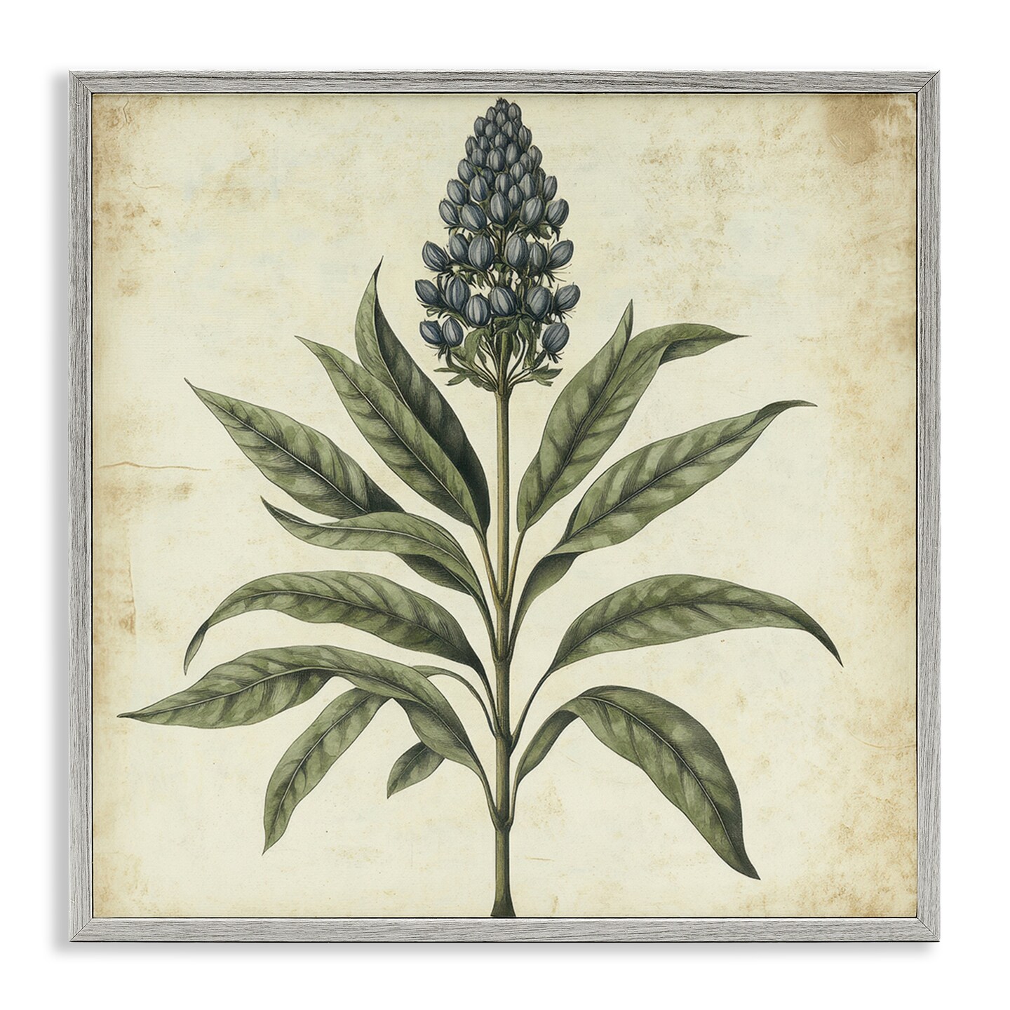 Stupell Industries Vintage Blue Botanical Illustration Framed Giclee, design by Petal Prints Design