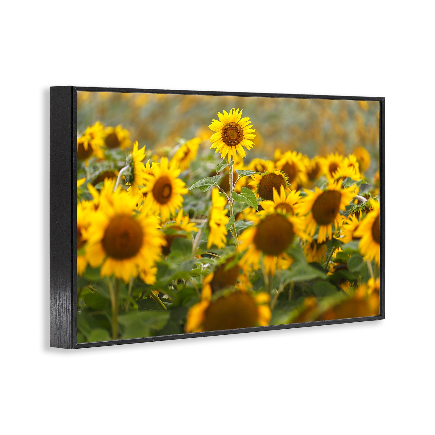 Stupell Industries Central Sunflower in Meadow Framed Giclee, design by Andy Crawford