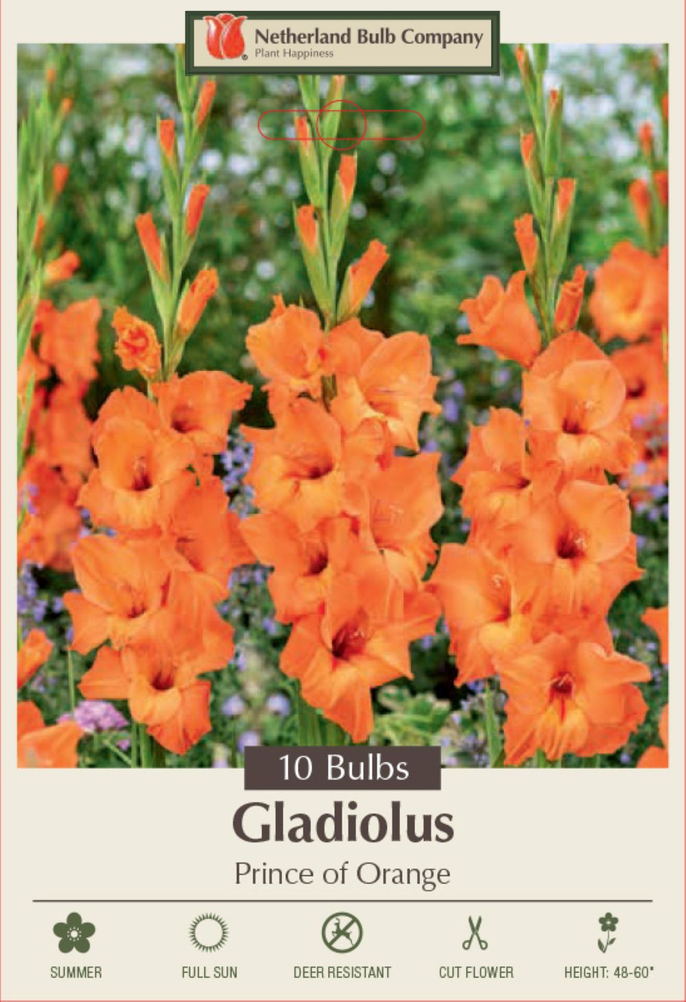 Prince of Orange Large Flowering Gladiolus 10 Bulbs - 12/14 cm Bulbs