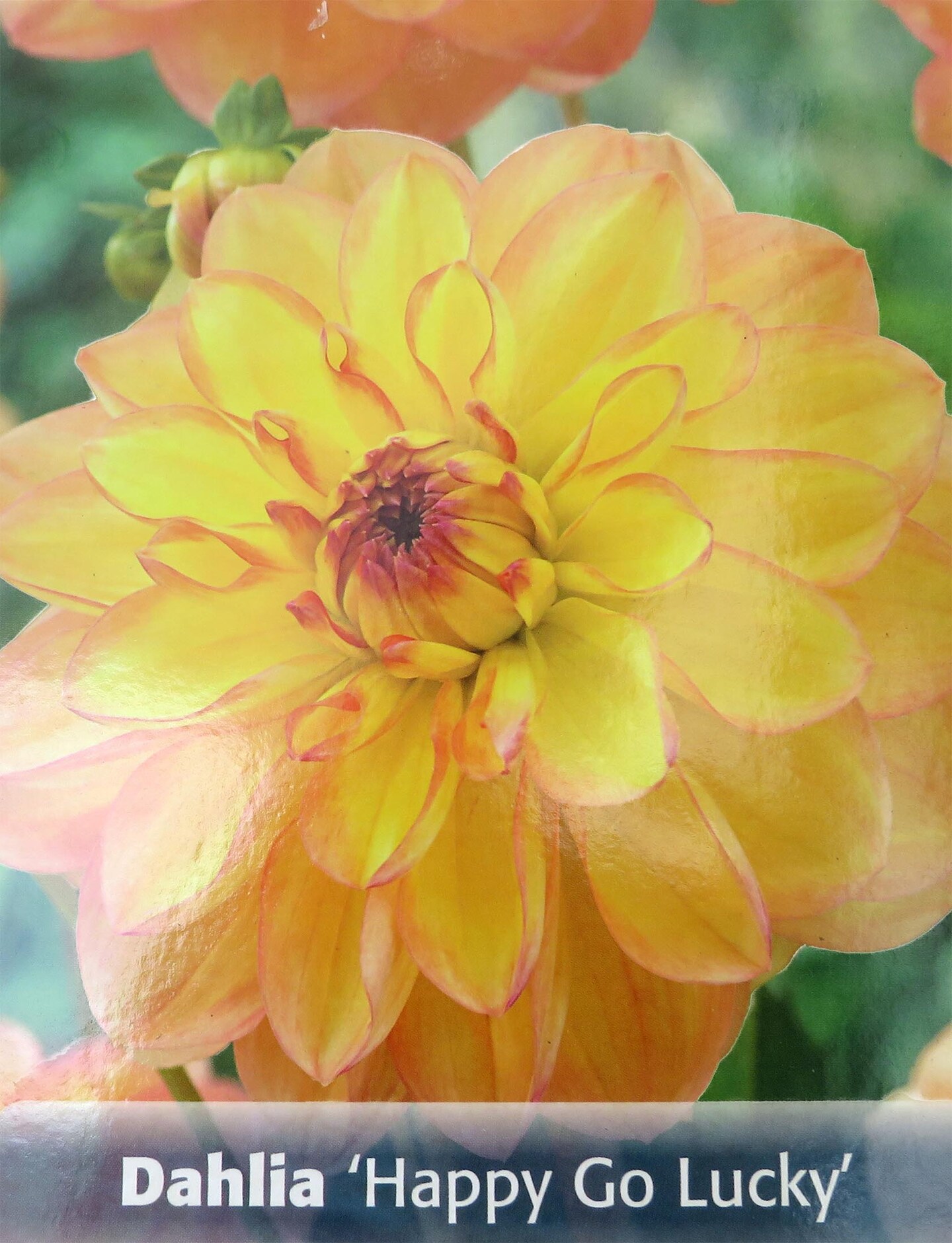 Happy Go Lucky Dahlia - Dinnerplate Fimbriata Flower - #1 Size Root Clump