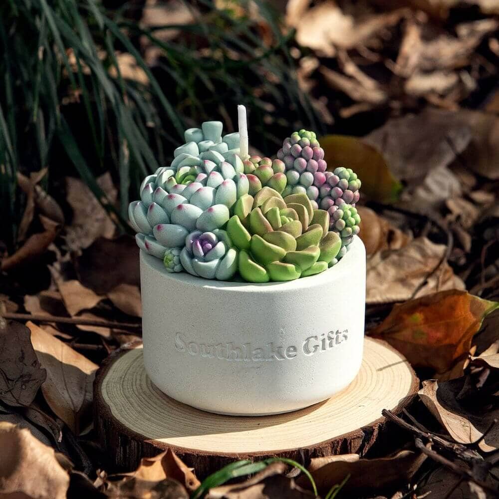 succulent pearl Pearl of Nurnberg Echeveria main image 1