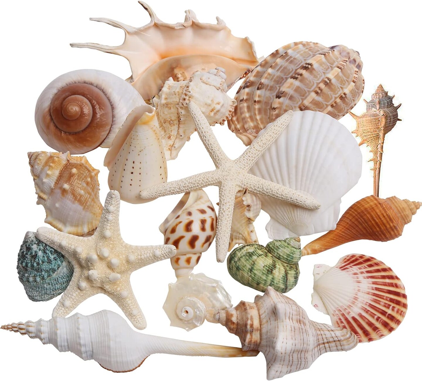 Sea Shells Mixed Beach Seashells 20 Kinds, 1.5&#x22;-5.5&#x22; Various Sizes Large Ocean Shells Conch 2 Kinds Natural Starfish for Decorating Beach Theme Party Fish Tank Filling Home Decor Wedding