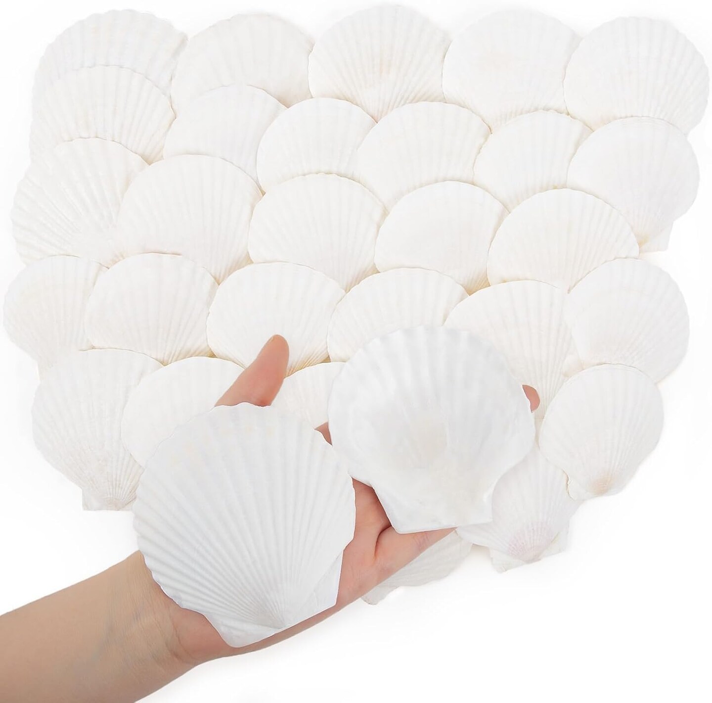 30pcs 2-3inch Scallop Shells, Natural Scallop Shells, Sea Shells for Crafting, Seashells Beach Decorations for Home, Beaching Wedding Decoration