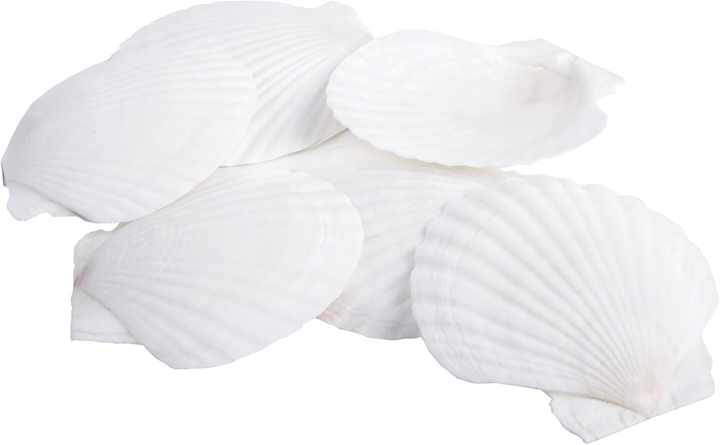 Scallop Shells for Crafts 16Pcs 3-3.5 Inch, White Sea Shells Bulk for Decorating Crafting Beach Home Decor DIY