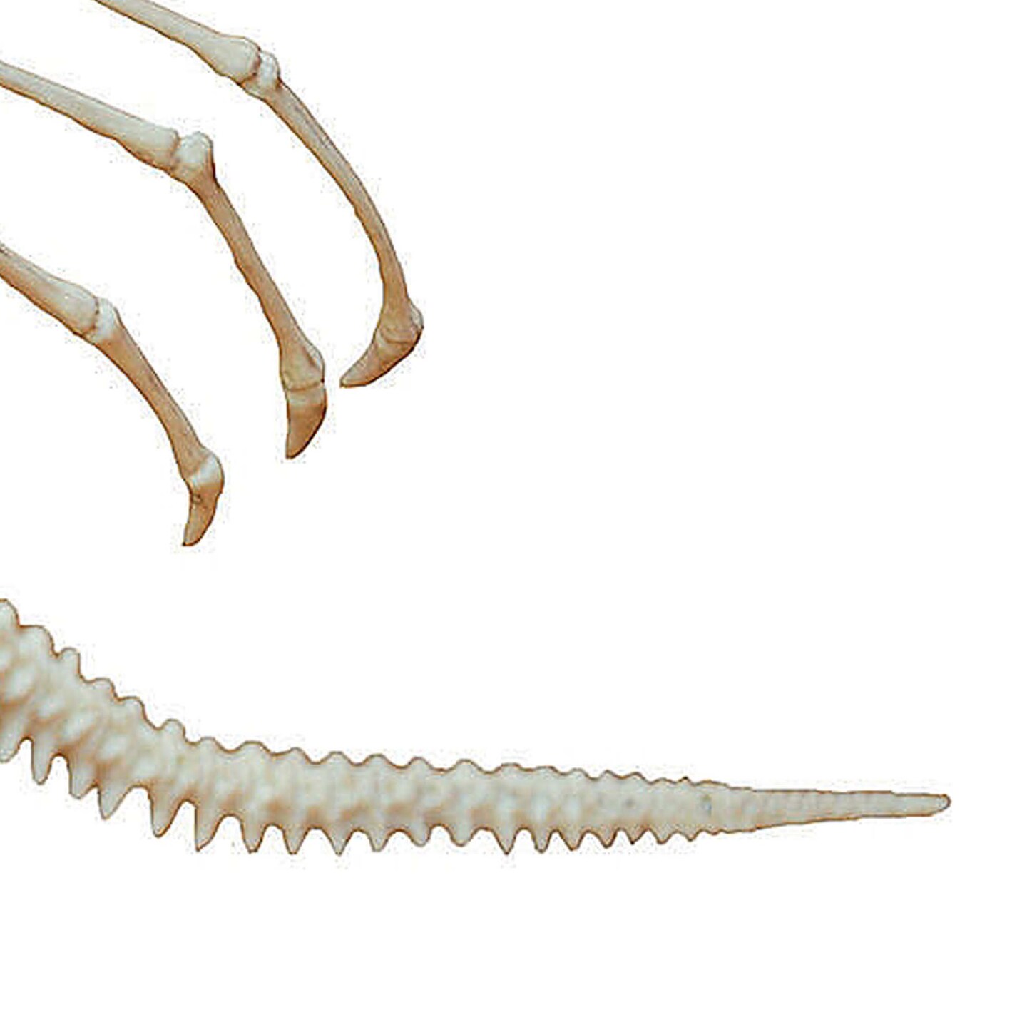 Small Dragon Skeleton Halloween Decoration for Haunted House or Party Display