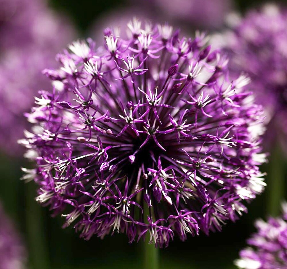 Allium rosenbachianum - Showy Persian Onion - 3 Bulbs - 10/+ cm Bulbs