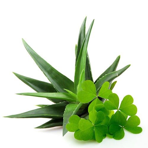 Green Clover &#x26; Aloe - Premium Fragrance Oil
