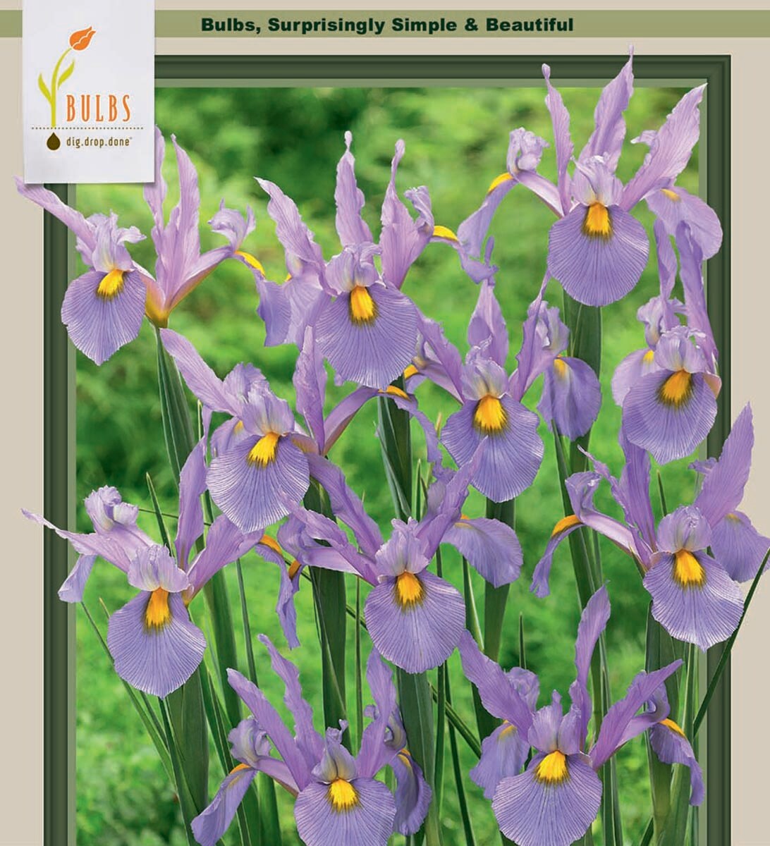 Pink Panther Dutch Iris 10 Bulbs - Great Cut Flower! - 8/9 cm Bulbs