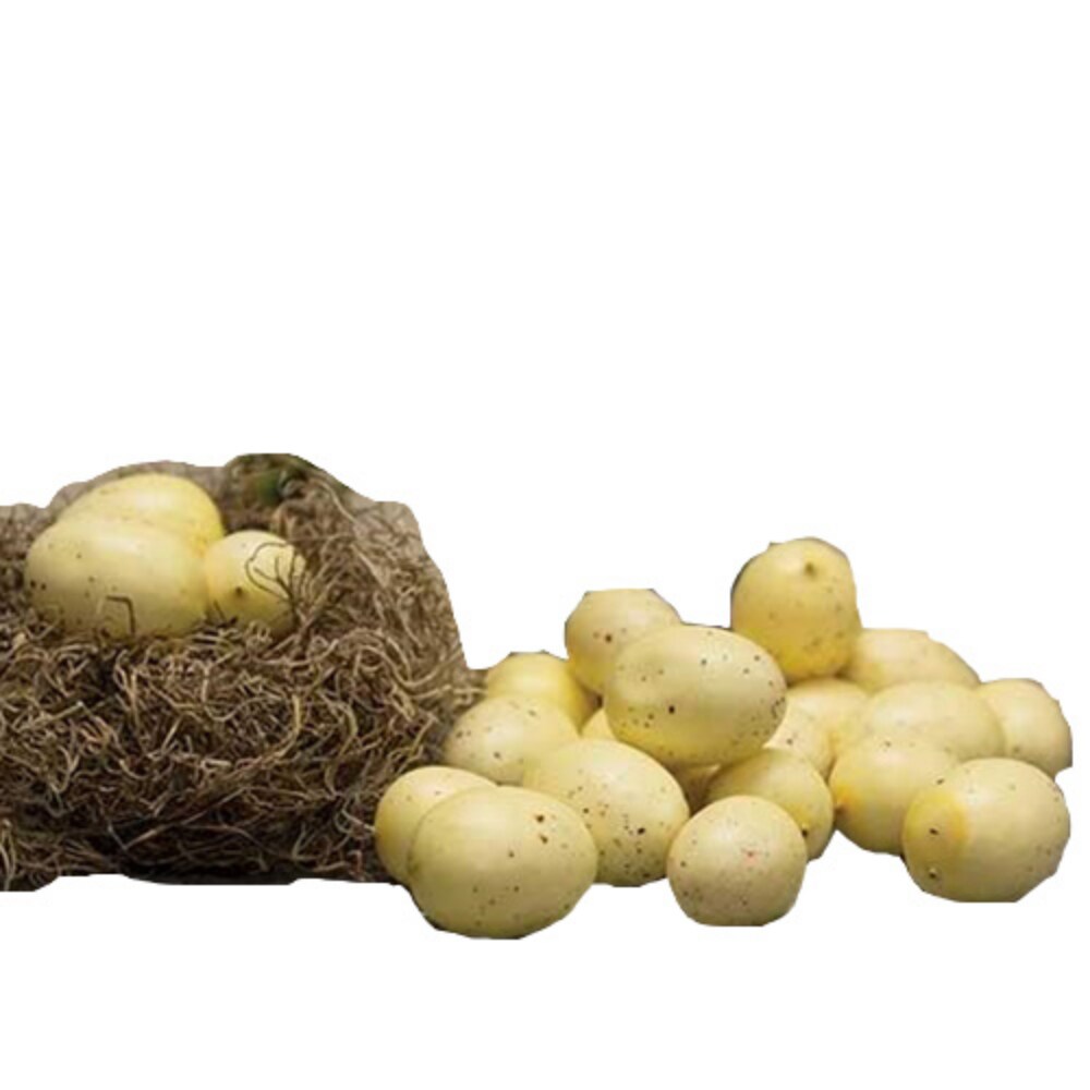 Set Of 24, Speckled Eggs