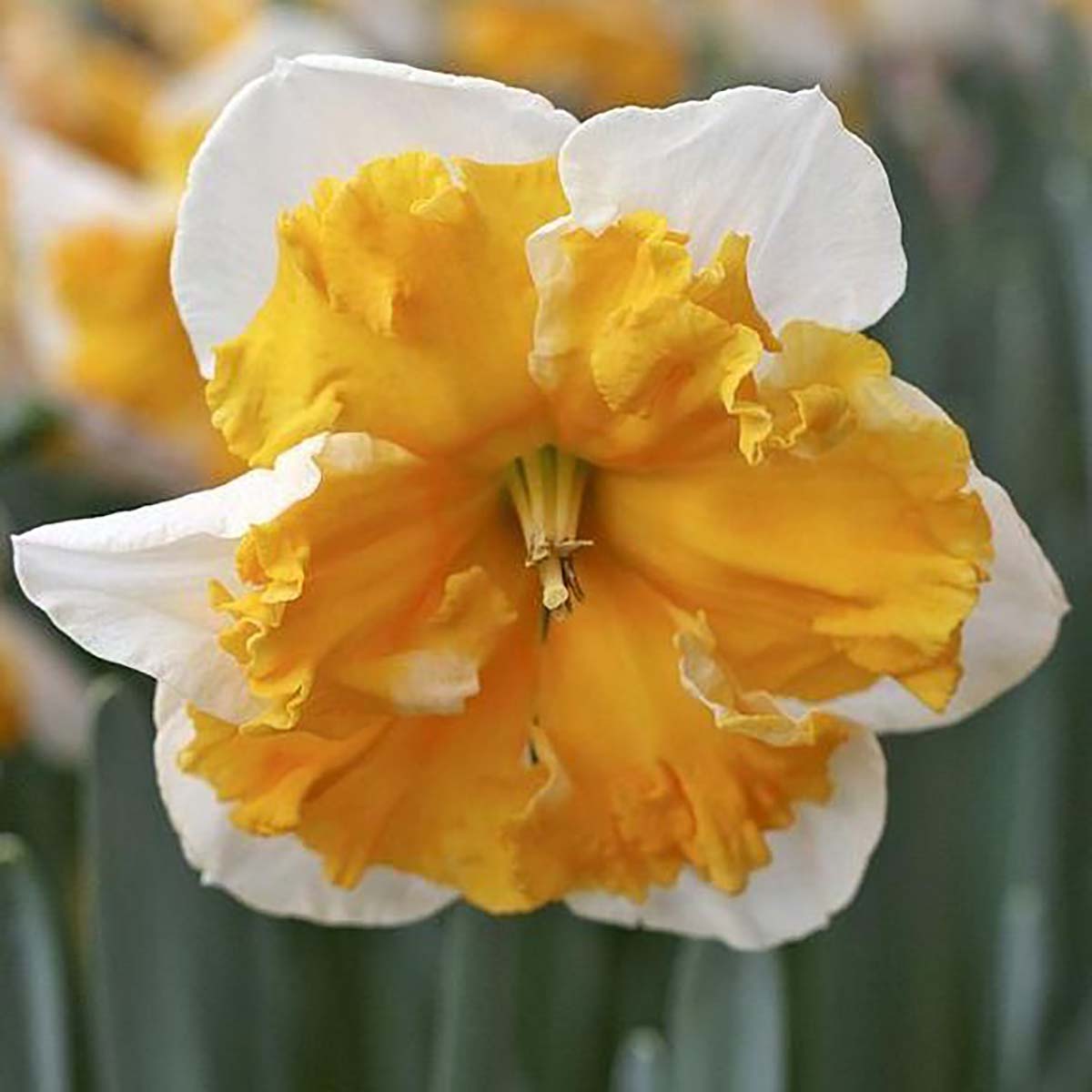 Love Call Butterfly Daffodil - 5 Bulbs - 14/16 cm Bulbs