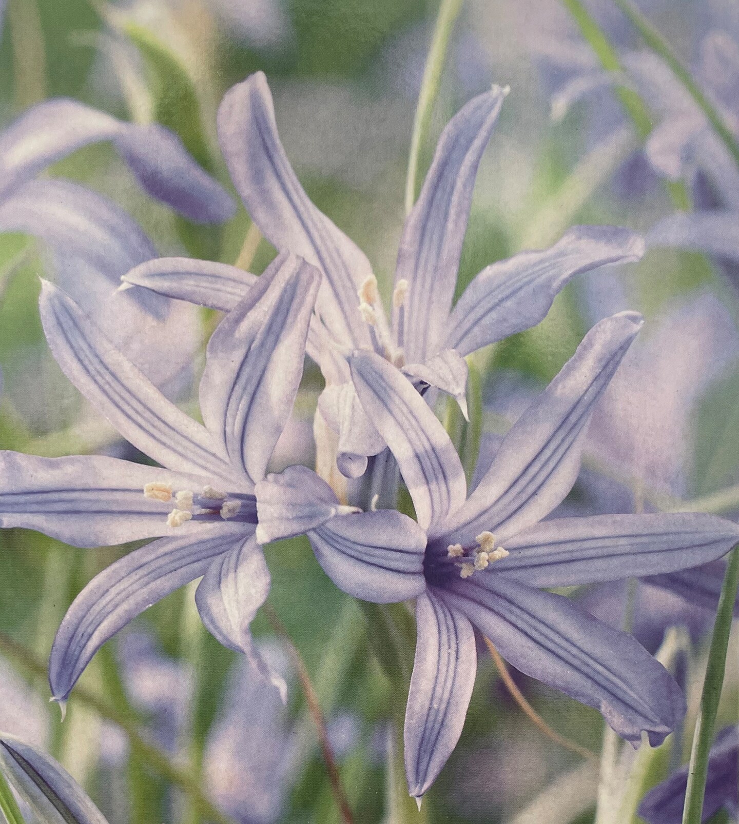 Lavender Mountain Lily - 15 Bulbs - Ixiolirions tataricum ssp. pallasii