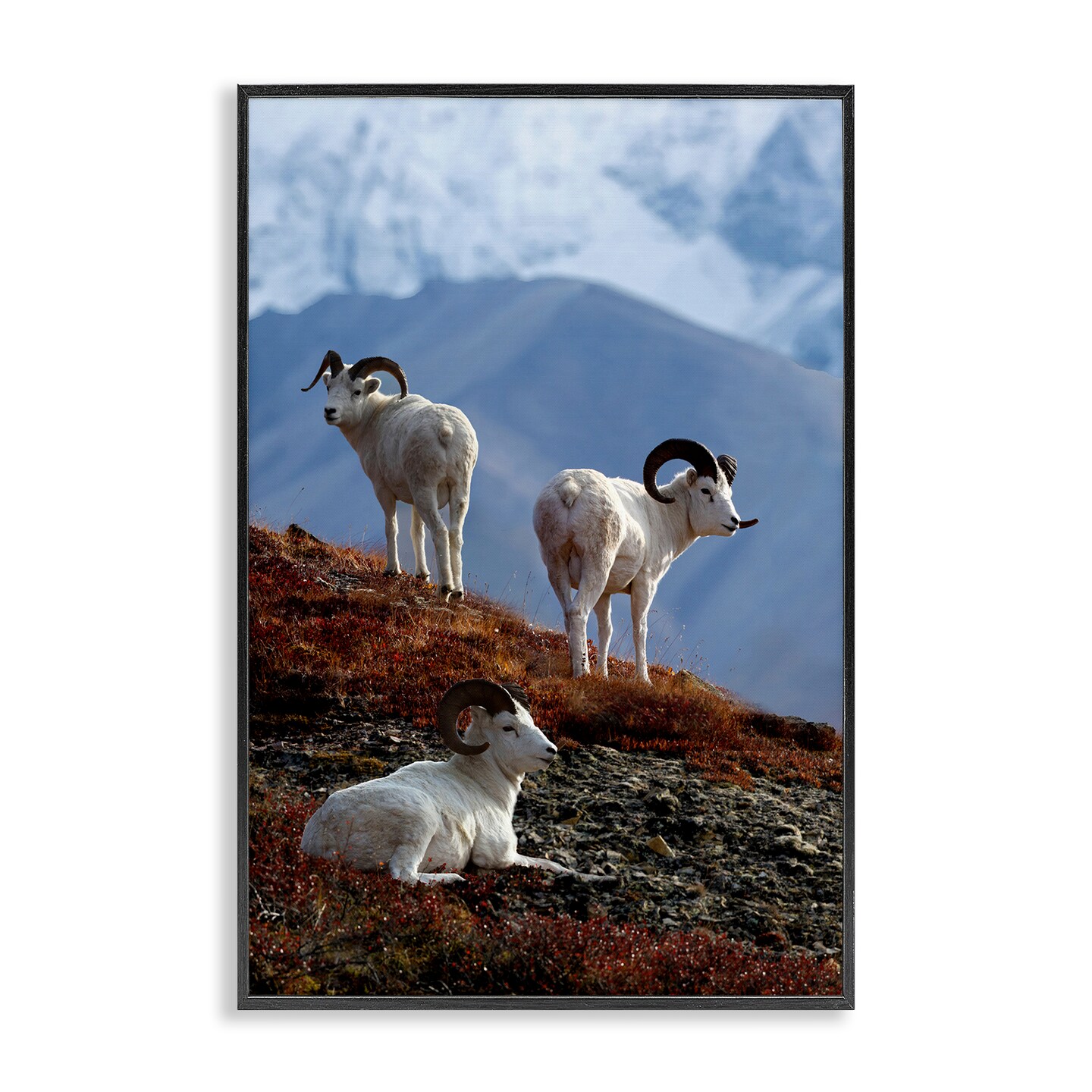 Stupell Industries Dall Sheep on Cliff Framed Giclee Wall Art Design by Shane Lamb