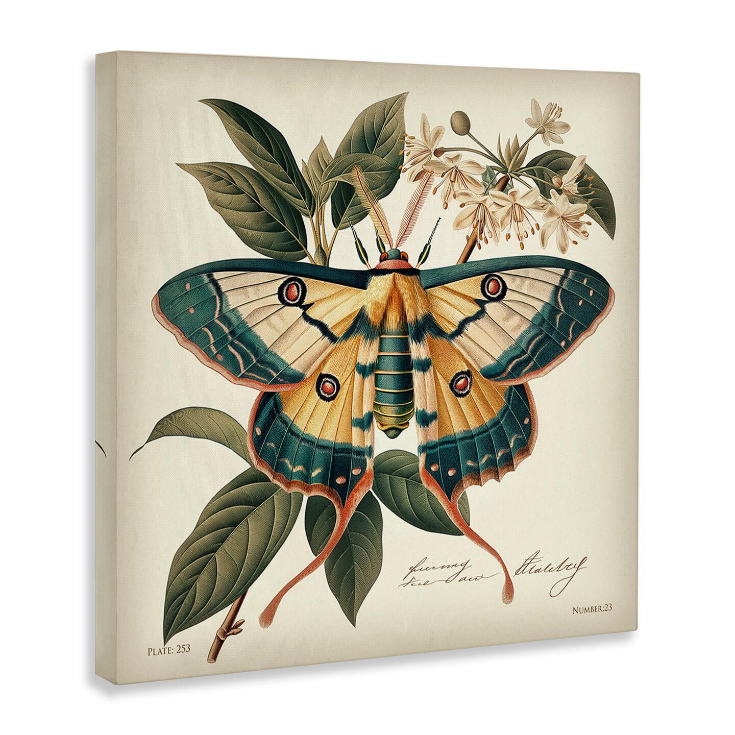 Stupell Industries Vintage Moth & Plant Study Canvas Wall Art Design by Steve Huntziker