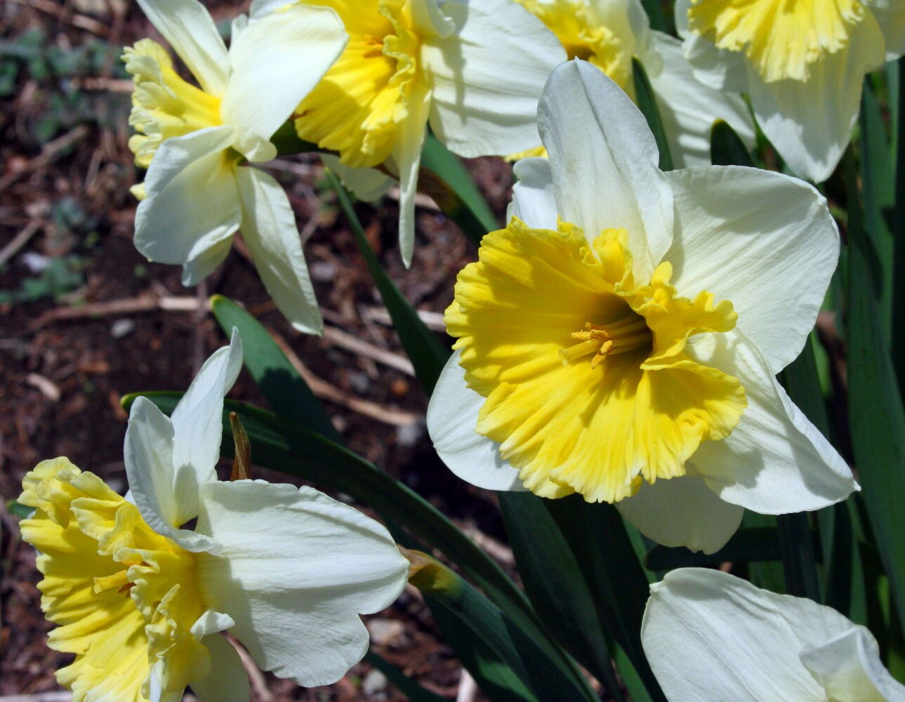 Ice Follies Daffodil 7 Bulbs - 14/16 cm Bulbs