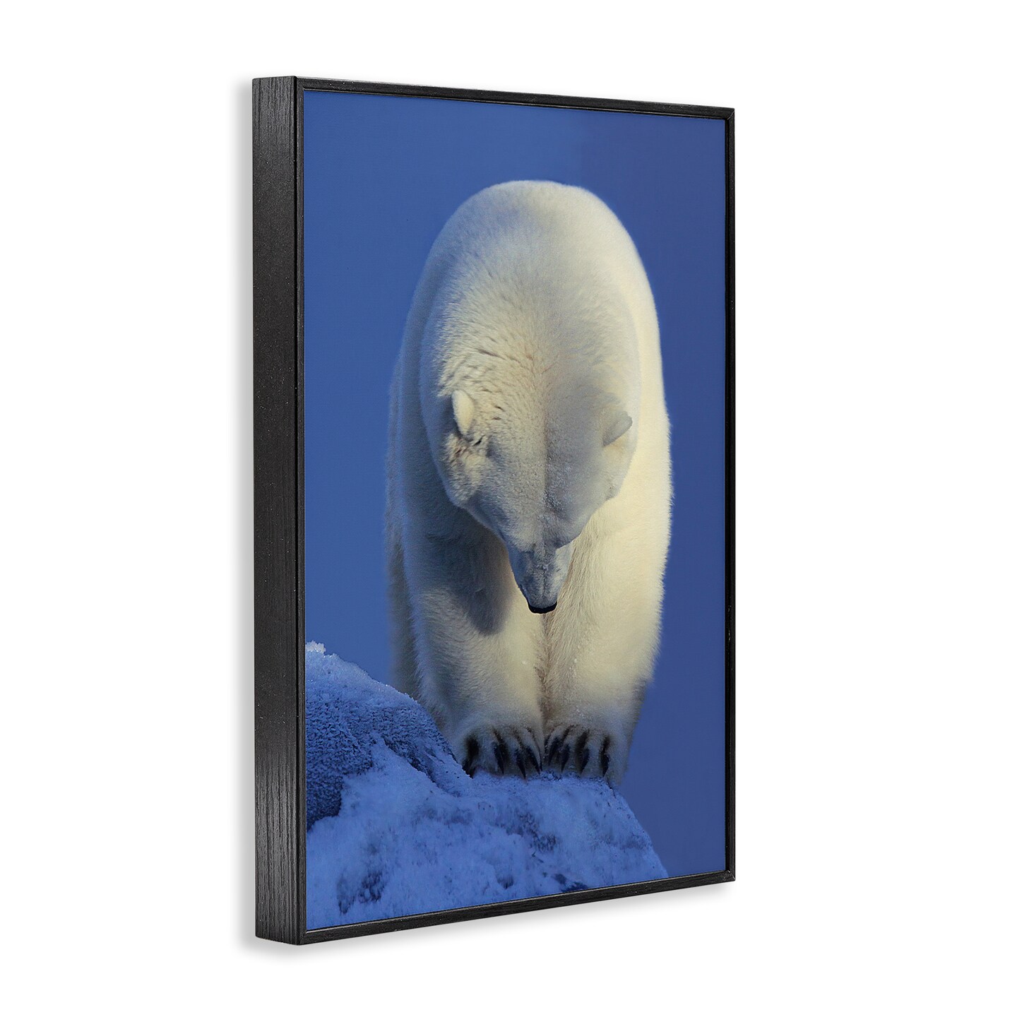 Stupell Industries Contemplation Polar Bear Framed Giclee Wall Art Design by Shane Lamb