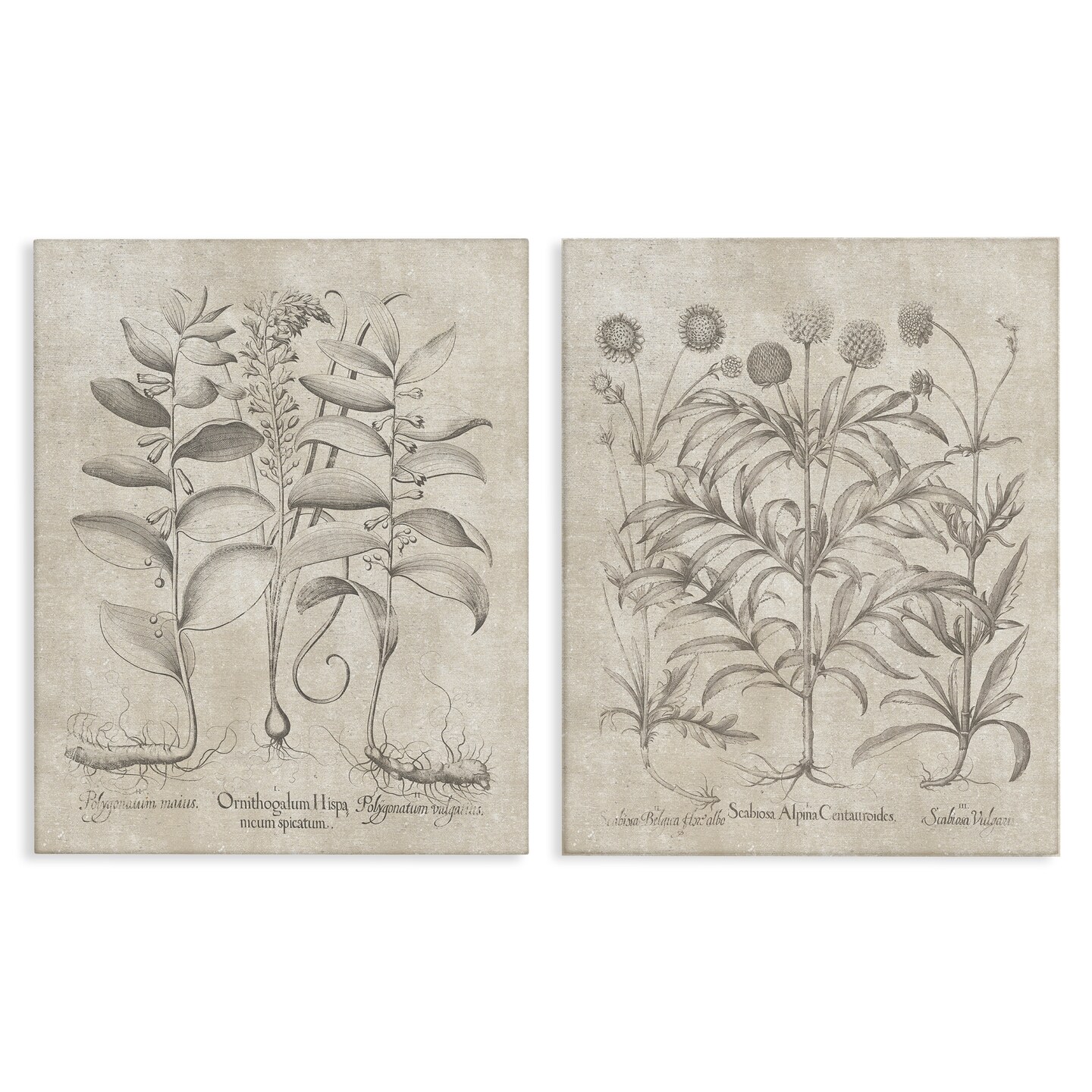 Stupell Industries Soft Botanical Study 2 pc Canvas Wall Art Set Design ...