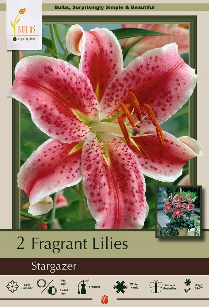 Stargazer Oriental Lily 2 Bulbs 16/18 cm - Vivid Red!