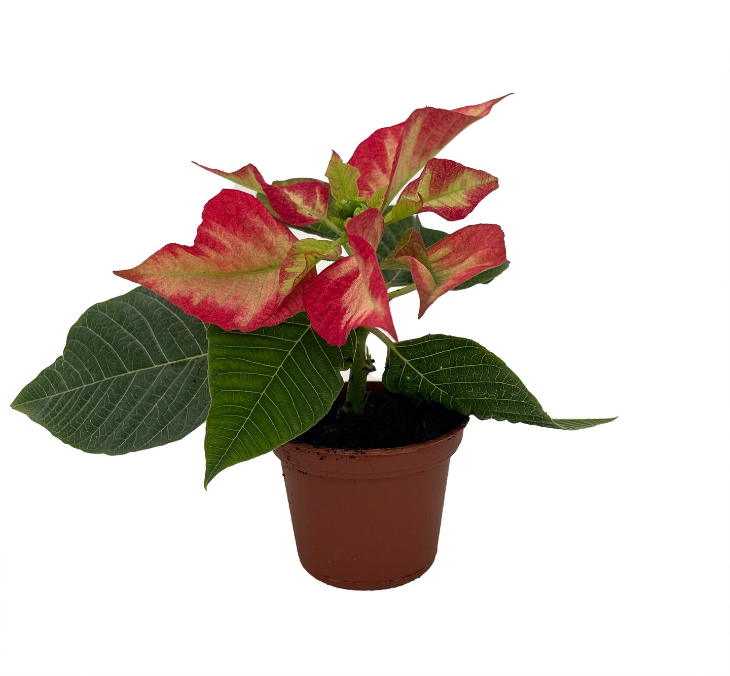 Marble Mini Poinsettia 2" Pot - Live Plant - Immediate Shipping
