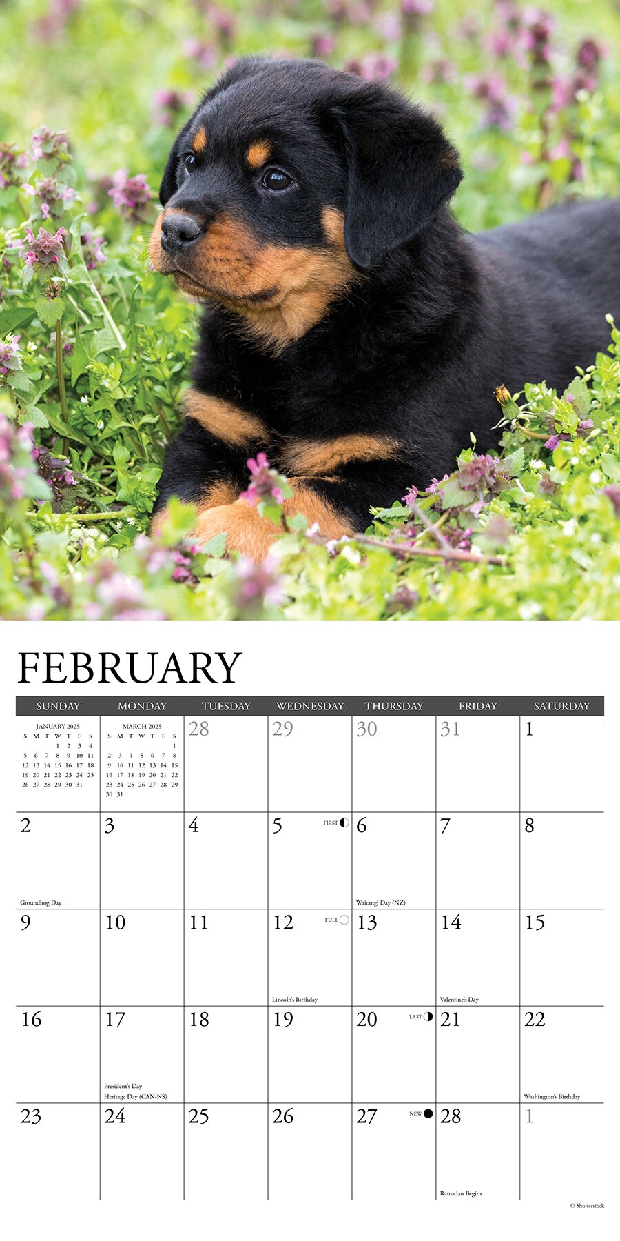Rottweiler Puppies 2025 Wall Calendar