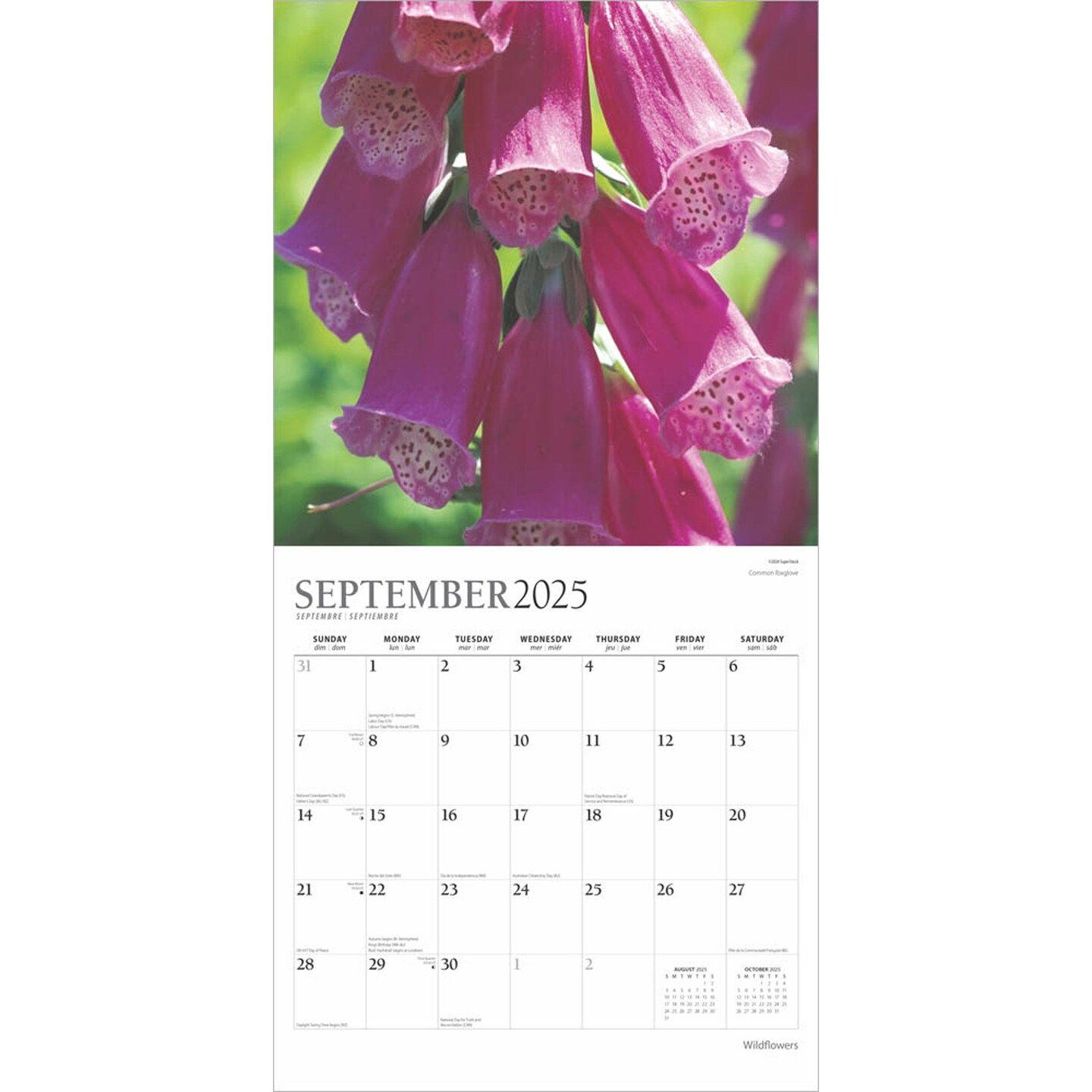Wildflowers | 2025 12 x 24 Inch Monthly Square Wall Calendar | Foil Stamped Cover | Plato | Outdoor Plant Floral