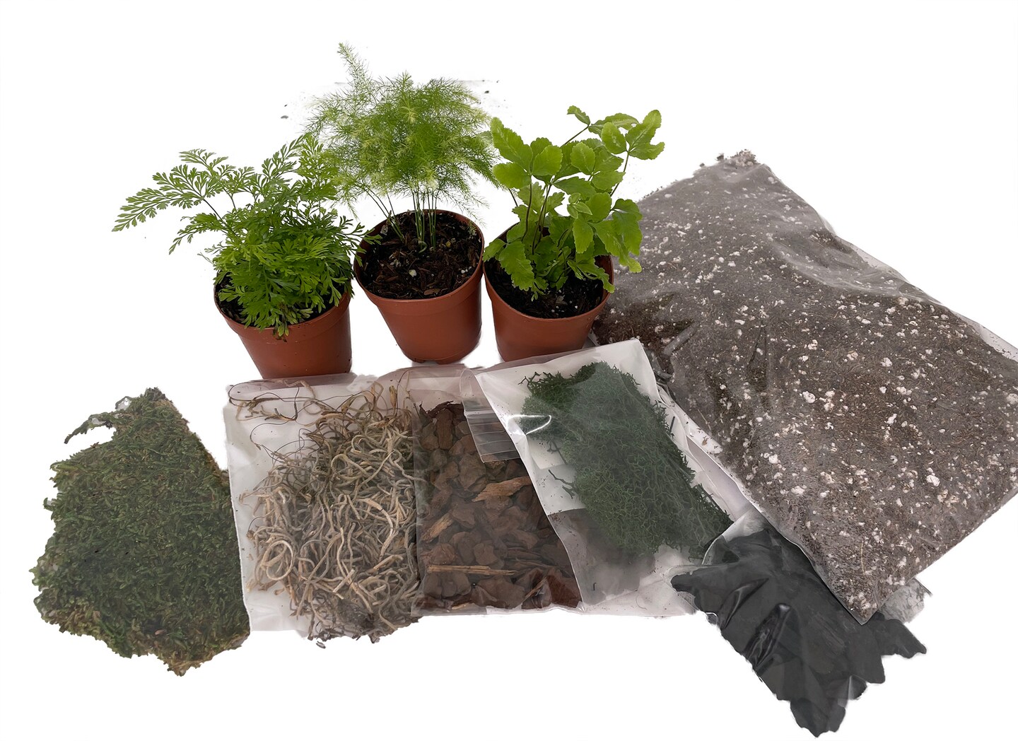 Hirt's Terrarium Kit with 3 Live Mini Ferns in 2" Pots